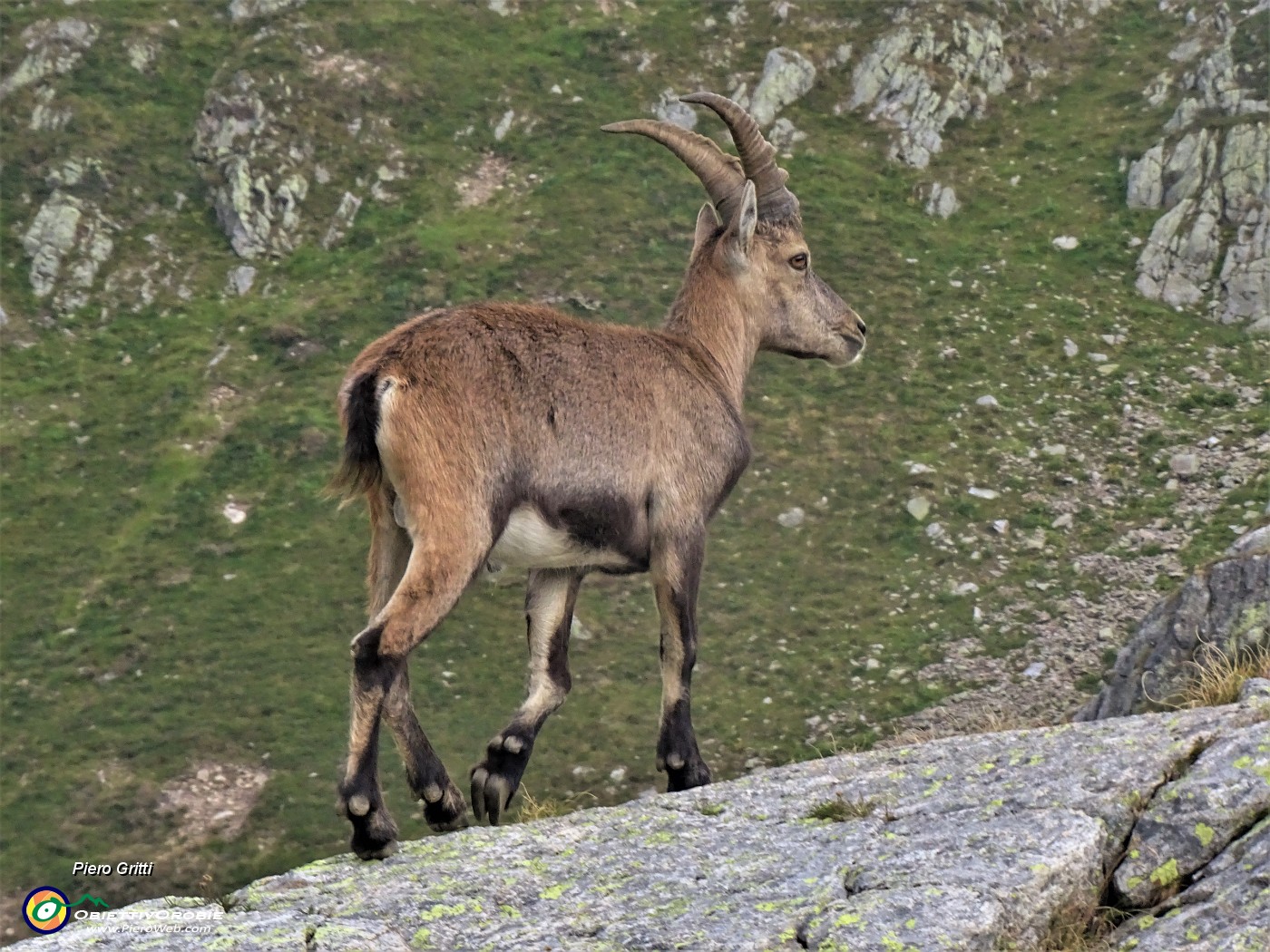 72 Stambecco ...di roccia in roccia.JPG